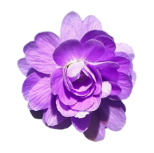 Load image into Gallery viewer, Pinguicula primuliflora "Rose"

