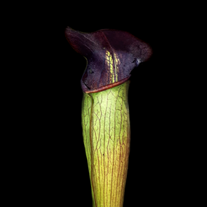 Sarracenia alata "purple throat"