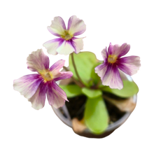 Laden Sie das Bild in den Galerie-Viewer, Pinguicula "Razzberry Blonde"

