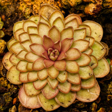 Laden Sie das Bild in den Galerie-Viewer, Pinguicula rectifolia
