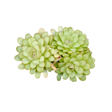 Laden Sie das Bild in den Galerie-Viewer, Pinguicula rotundiflora
