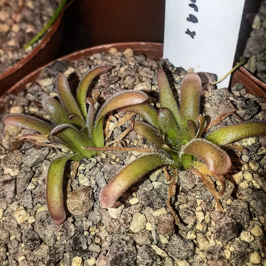 Pinguicula rotundiflora x gypsicola