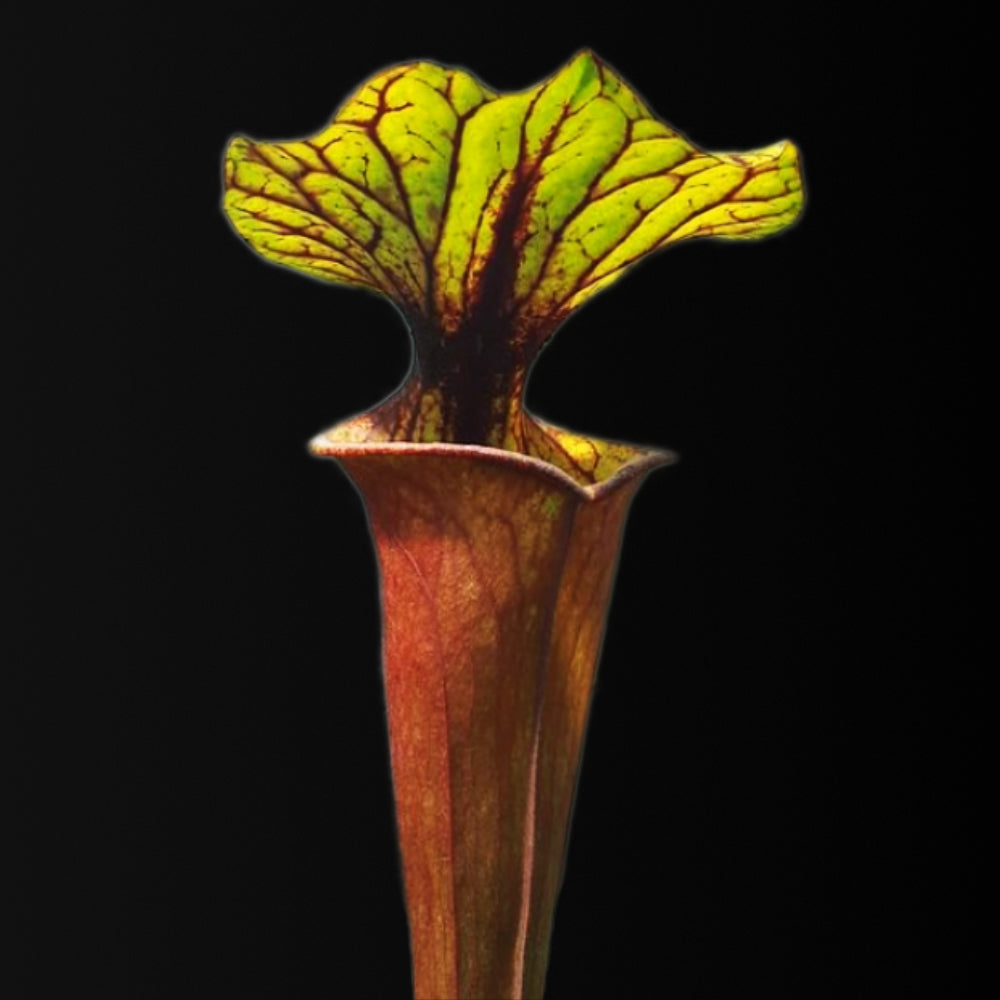 Sarracenia flava var. rubricorpora 