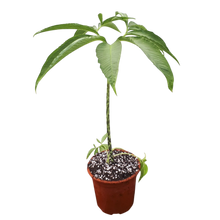 Laden Sie das Bild in den Galerie-Viewer, Eidechsenwurz - Typhonium venosum, syn. Sauromatum venosum
