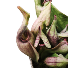 Load image into Gallery viewer, Purple Pitcher Plant "Smurf"
