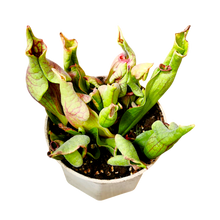 Load image into Gallery viewer, Purple Pitcher Plant "Smurf"
