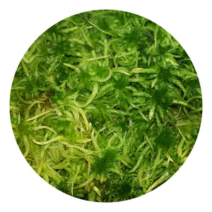 Sphagnum spec. - lebend