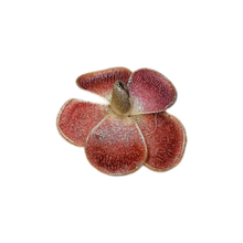 Load image into Gallery viewer, Pinguicula esseriana (YUCCA-DO 1713)
