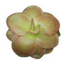 Laden Sie das Bild in den Galerie-Viewer, Pinguicula x "Sethos"
