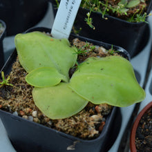 Load image into Gallery viewer, Pinguicula macrophylla &quot;pale flower&quot;
