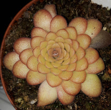 Load image into Gallery viewer, Pinguicula hybrid
