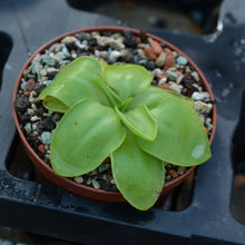 Laden Sie das Bild in den Galerie-Viewer, Pinguicula macrophylla &quot;pale flower&quot;
