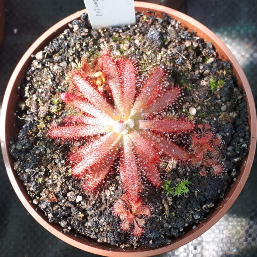 Drosera graomogolensis