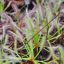Load image into Gallery viewer, Drosera capensis &quot;alba&quot; - Carniflor
