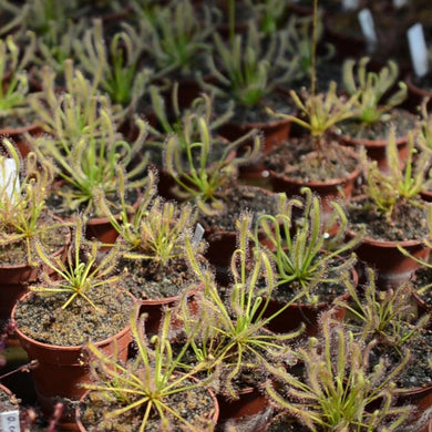 Drosera capensis 
