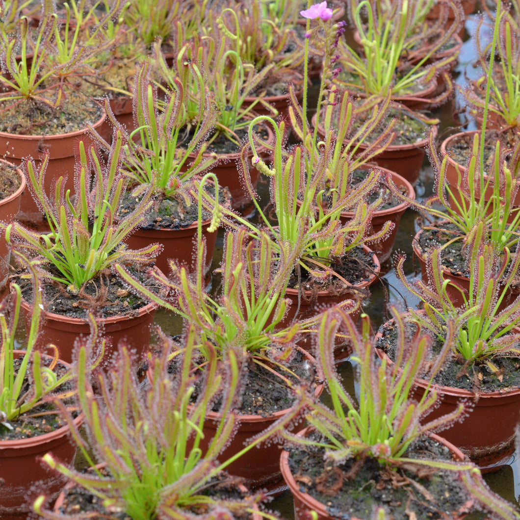 Drosera capensis
