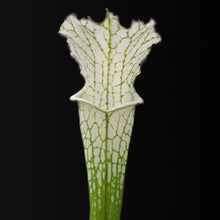 Laden Sie das Bild in den Galerie-Viewer, Sarracenia leucophylla var. alba - Perdido, Alabama (MK L45) - Carniflor
