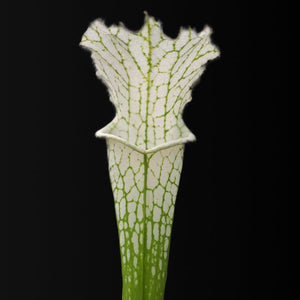 Sarracenia leucophylla var. alba - Perdido, Alabama (MK L45) - Carniflor