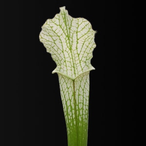 Sarracenia leucophylla var. alba - Perdido, Alabama (MK L45) - Carniflor