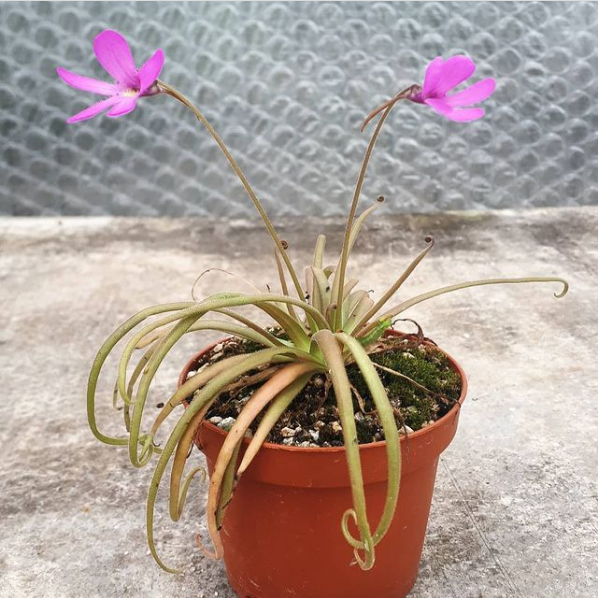 pinguicula plant