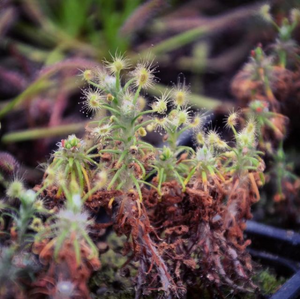 Drosera scorpioides