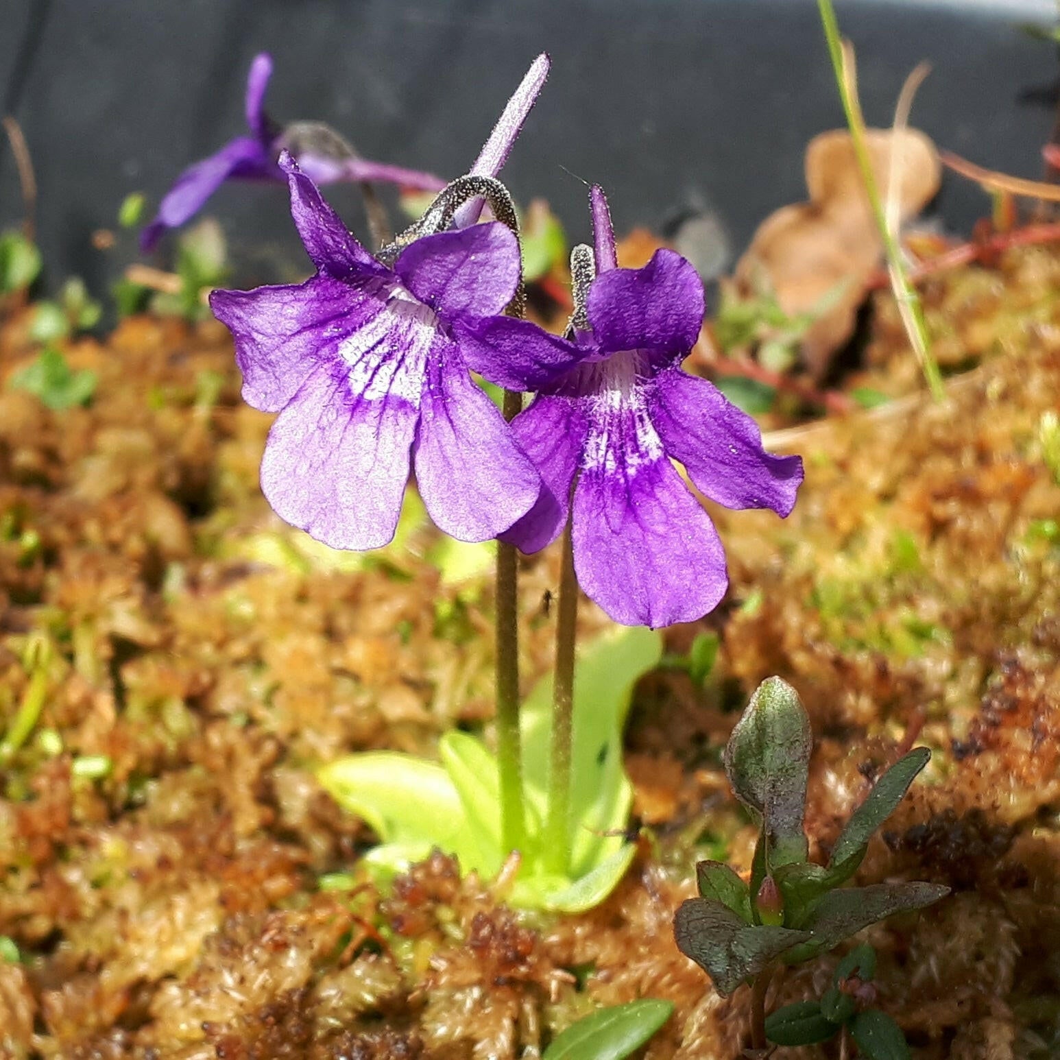 Buy Butterwort Pinguicula grandiflora