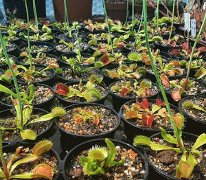 Dionaea muscipula (Typical)