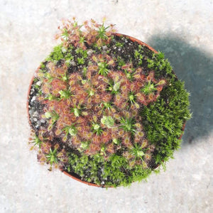 Drosera roseana