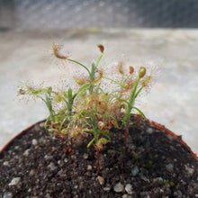 Load image into Gallery viewer, Drosera scorpioides
