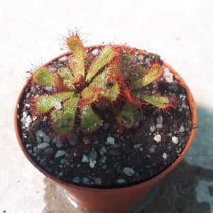 Drosera slackii