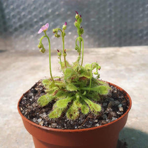 Drosera collinsiae (Mbuluzi river)