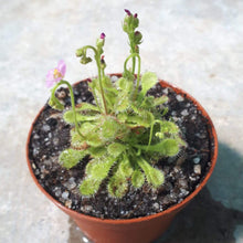 Load image into Gallery viewer, Drosera collinsiae (Mbuluzi river)
