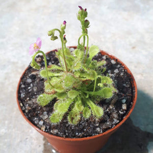 Drosera collinsiae (Mbuluzi river)