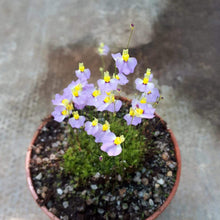 Load image into Gallery viewer, Utricularia bisquamata
