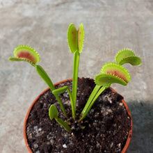 Load image into Gallery viewer, Dionaea muscipula &quot;Dentata&quot;

