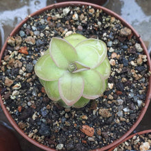 Laden Sie das Bild in den Galerie-Viewer, Pinguicula rectifolia
