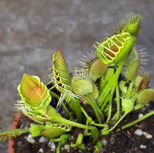 Dionaea muscipula "Funnel Trap"