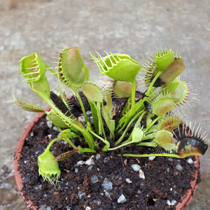 Dionaea muscipula "Funnel Trap"