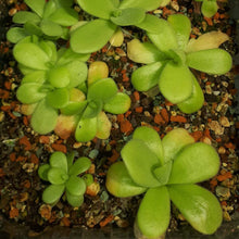Load image into Gallery viewer, Pinguicula gigantea (purple flower)
