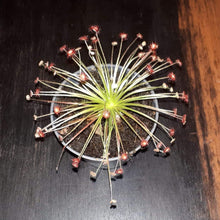 Laden Sie das Bild in den Galerie-Viewer, drosera plant
