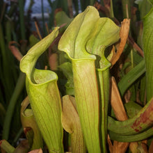 Load image into Gallery viewer, Sarracenia rubra ssp. alabamensis - Carniflor
