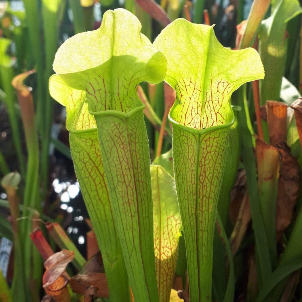 Sarracenia rubra ssp. alabamensis - Carniflor
