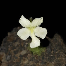 Load image into Gallery viewer, Pinguicula cv. &quot;BCP Golden Eye&quot;
