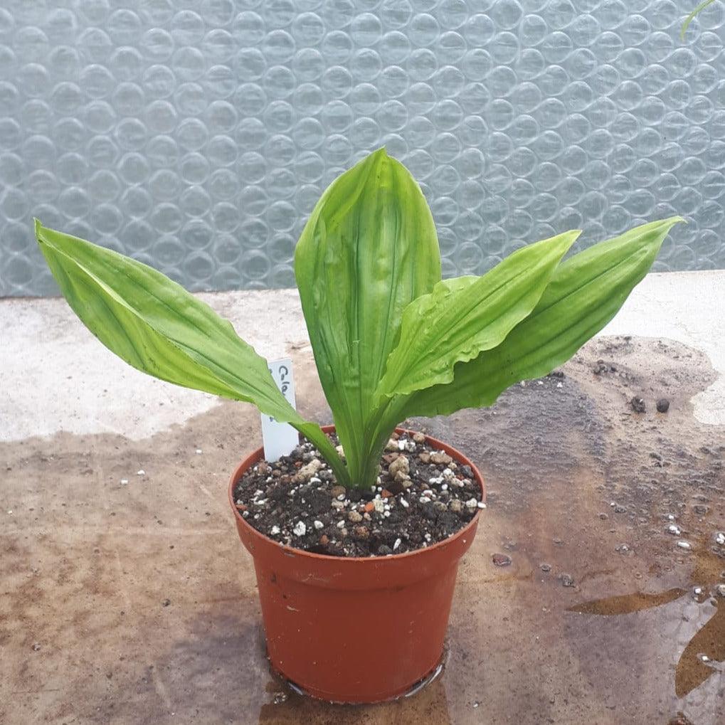 Orchidee - Calanthe spec. - Carniflor