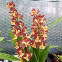 Load image into Gallery viewer, Orchidee - Calanthe spec. - Carniflor
