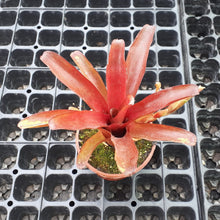 Load image into Gallery viewer, Neoregelia schultesiana &quot;Fireball&quot;
