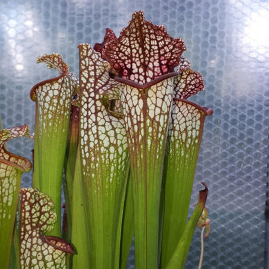 Sarracenia leucophylla Hybride 