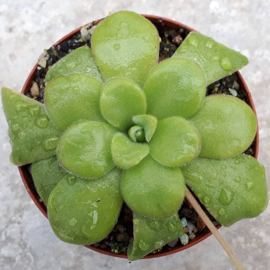 Pinguicula agnata