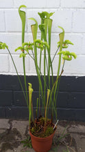 Load image into Gallery viewer, Sarracenia alata &quot;Black Tube&quot; - Carniflor
