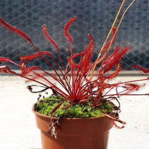 Drosera capensis "all red"